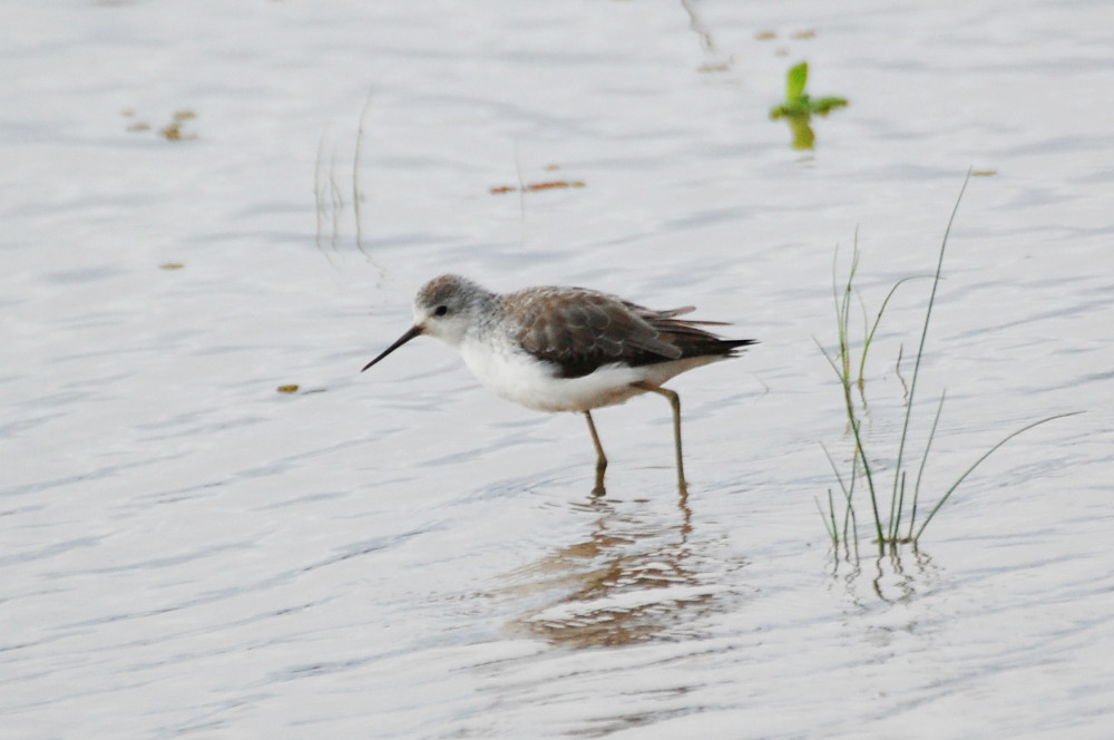 Tanzania - Limicolo: Albastrello (Tringa stagnatilis)